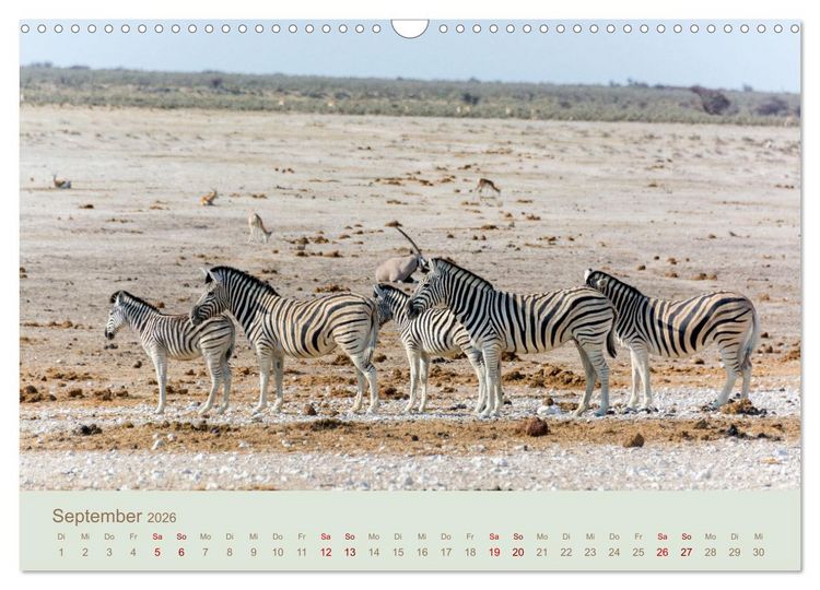 Produktbild: Zebras in Afrika (Wandkalender 2026 DIN A3 quer), CALVENDO Monatskalender