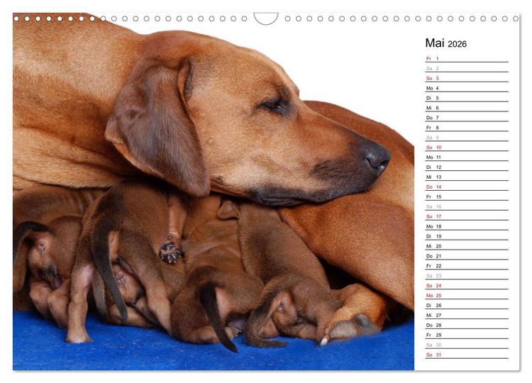 Produktbild: Rhodesian Ridgeback Terminkalender (Wandkalender 2026 DIN A3 quer), CALVENDO Monatskalender