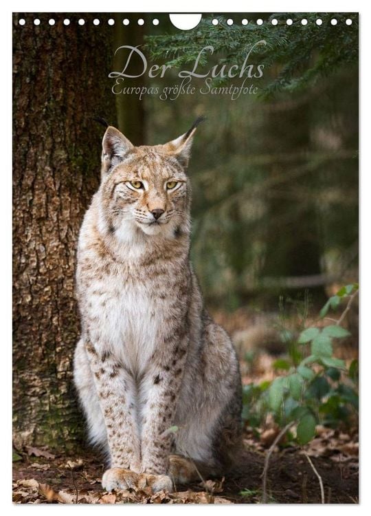 Produktbild: Der Luchs - Europas gr&ouml;&szlig;te Samtpfote (Wandkalender 2026 DIN A4 hoch), CALVENDO Monatskalender