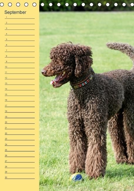Produktbild: Pudel / Geburtstagskalender (Tischkalender immerw&auml;hrend DIN A5 hoch)