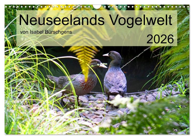 Produktbild: Neuseelands Vogelwelt (Wandkalender 2026 DIN A3 quer), CALVENDO Monatskalender