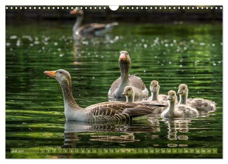 Produktbild: Gans sch&ouml;n wild (Wandkalender 2027 DIN A3 quer), CALVENDO Monatskalender
