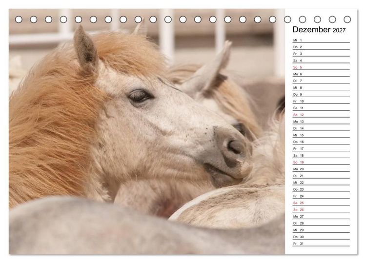 Produktbild: Pferde der Camargue &ndash; Schimmel im Rh&ocirc;nedelta (Tischkalender 2027 DIN A5 quer), CALVENDO Monatskalender