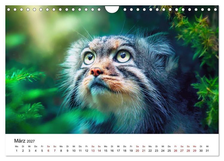 Produktbild: Gegen alles! - Pallaskatzen in ihrer Welt (Wandkalender 2027 DIN A4 quer), CALVENDO Monatskalender