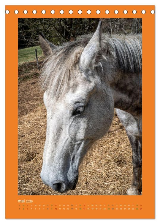 Produktbild: Beaut&eacute; rustique Regards animaliers (Calendrier de bureau 2026 DIN A5 horizontal), CALVENDO calendrier mensuel