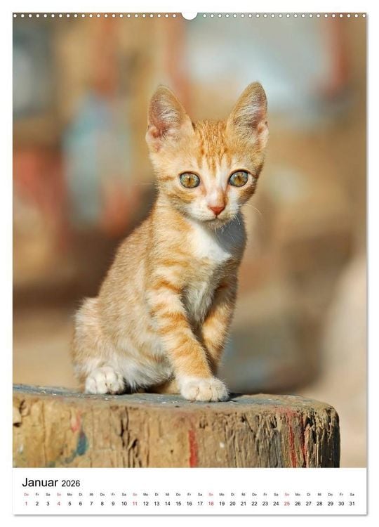 Produktbild: COUNTRY CATS (hochwertiger Premium Wandkalender 2026 DIN A2 hoch), Kunstdruck in Hochglanz
