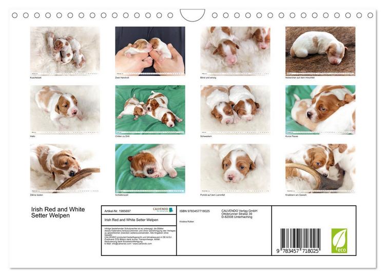 Produktbild: Irish Red and White Setter Welpen (Wandkalender 2026 DIN A4 quer), CALVENDO Monatskalender