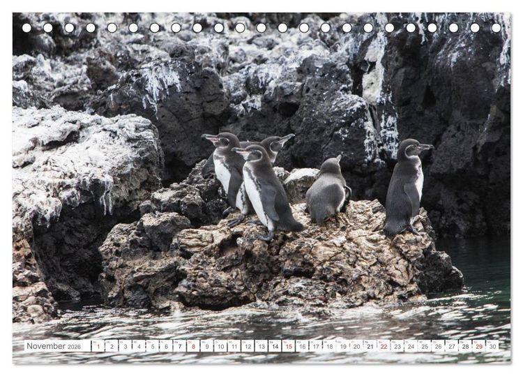 Produktbild: Galapagos. Verzauberte Inseln (Tischkalender 2026 DIN A5 quer), CALVENDO Monatskalender