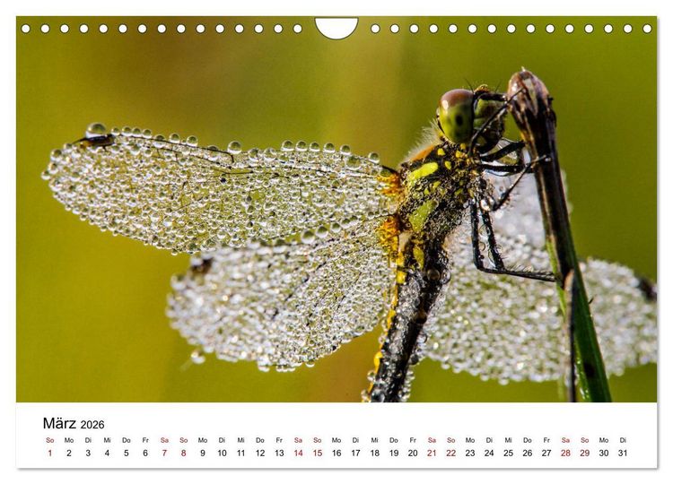 Produktbild: Oberbayerischer Insekten Kalender (Wandkalender 2026 DIN A4 quer), CALVENDO Monatskalender