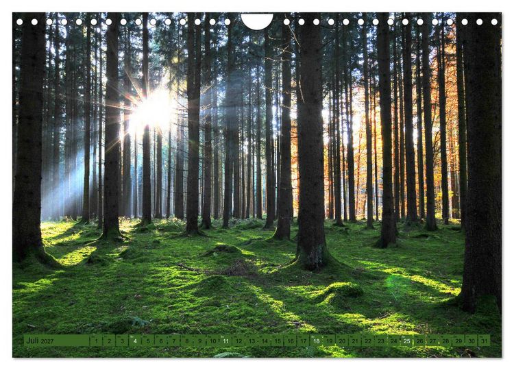 Produktbild: B&auml;ume sind Tr&auml;ume (Wandkalender 2027 DIN A4 quer), CALVENDO Monatskalender