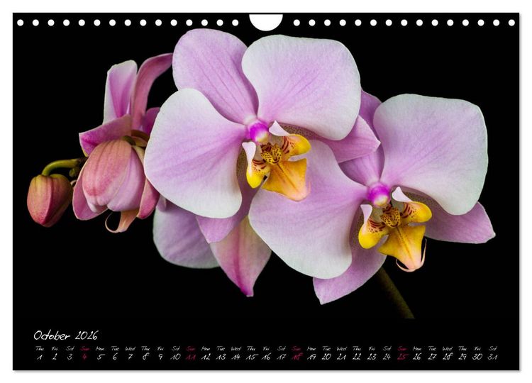 Produktbild: Orchids (Wall Calendar 2026 DIN A4 landscape), CALVENDO 12 Month Wall Calendar
