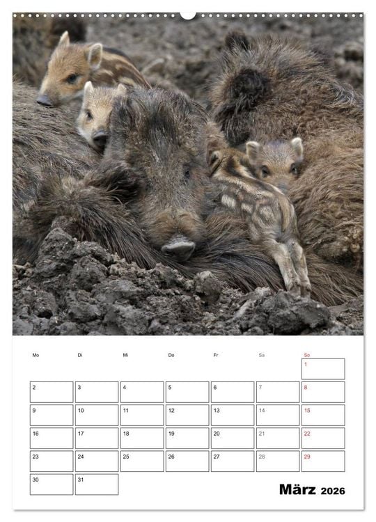 Produktbild: Der wildschweinische Terminplaner (Wandkalender 2026 DIN A2 hoch), CALVENDO Monatskalender