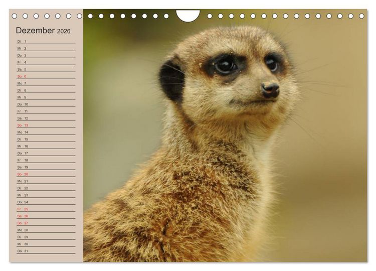 Produktbild: Erdm&auml;nnchen (Wandkalender 2026 DIN A4 quer), CALVENDO Monatskalender