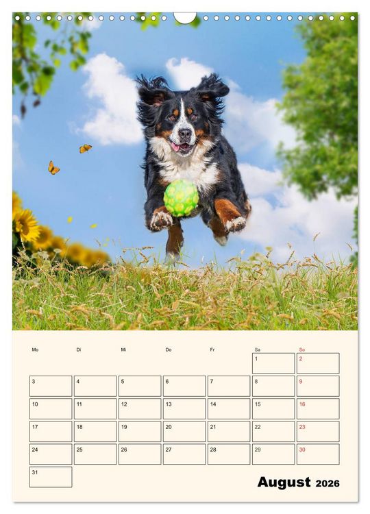Produktbild: Traumhaft sch&ouml;n - Der Berner Sennenhund (Wandkalender 2026 DIN A3 hoch), CALVENDO Monatskalender