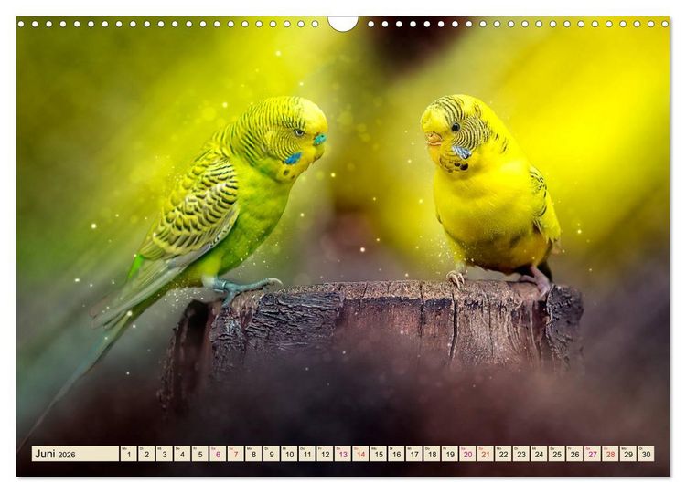 Produktbild: Wundersch&ouml;ner Wellensittich (Wandkalender 2026 DIN A3 quer), CALVENDO Monatskalender