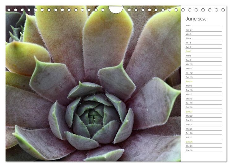 Produktbild: Sempervivum Fascinating Succulents (Wall Calendar 2026 DIN A4 landscape), CALVENDO 12 Month Wall Calendar