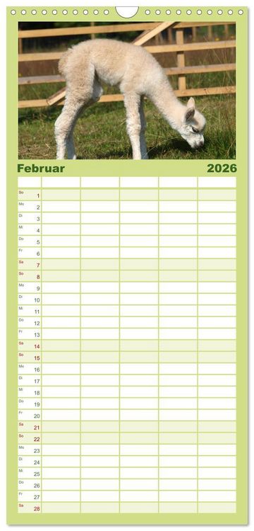 Produktbild: Familienplaner 2026 - Alpakas zum Verlieben mit 5 Spalten (Wandkalender, 21 x 45 cm) CALVENDO