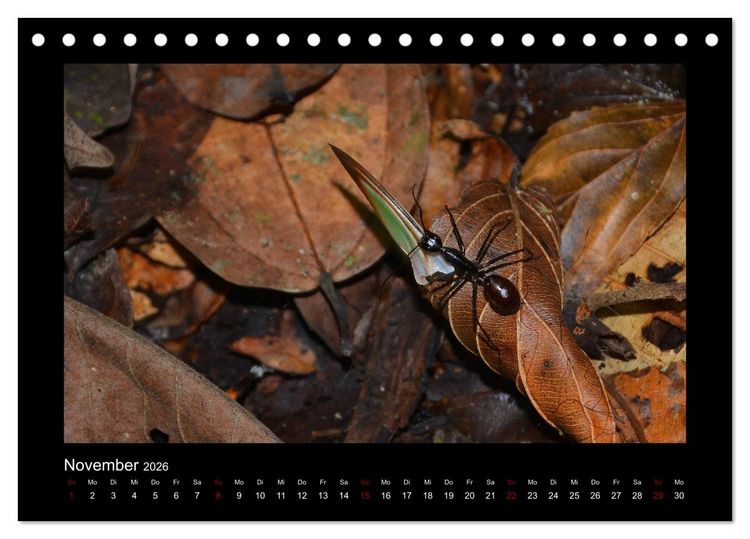 Produktbild: SUMATRA Abenteuer Regenwald (Tischkalender 2026 DIN A5 quer), CALVENDO Monatskalender