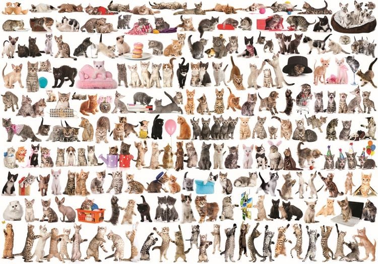 Produktbild: Puzzle 2000 Teile - The World of Cats