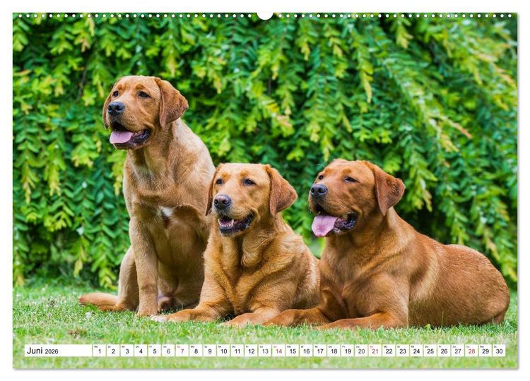Produktbild: Labrador Retriever - Freunde f&uuml;r&acute;s Leben (hochwertiger Premium Wandkalender 2026 DIN A2 quer), Kunstdruck in Hochglanz
