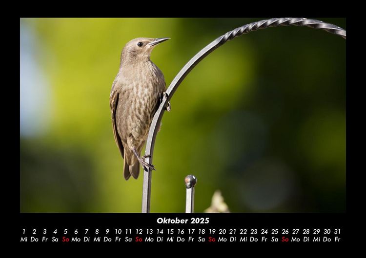 Produktbild: Welt der V&ouml;gel 2025 Fotokalender DIN A3