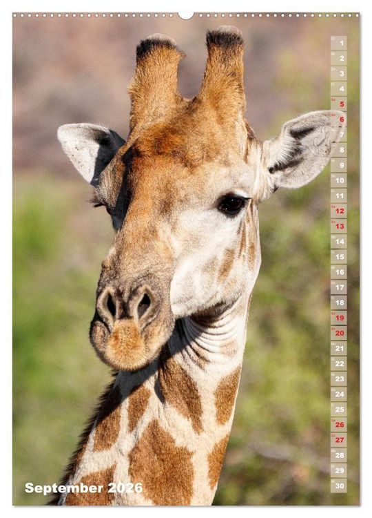 Produktbild: Safari hautnah - S&uuml;dliches und &ouml;stliches Afrika (Wandkalender 2026 DIN A2 hoch), CALVENDO Monatskalender