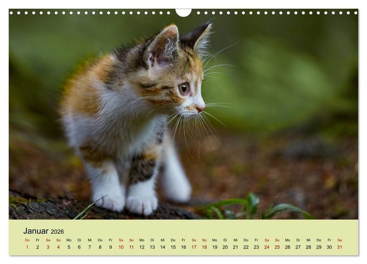 Produktbild: Junge Katzen im Wald (Wandkalender 2026 DIN A3 quer), CALVENDO Monatskalender
