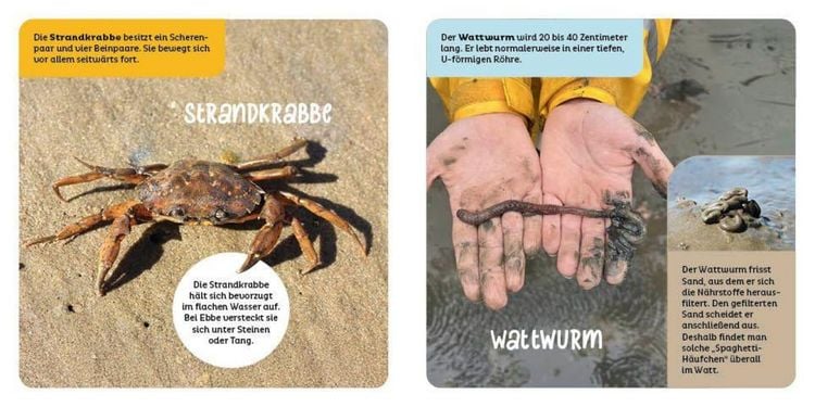 Produktbild: Tiere in der Nordsee