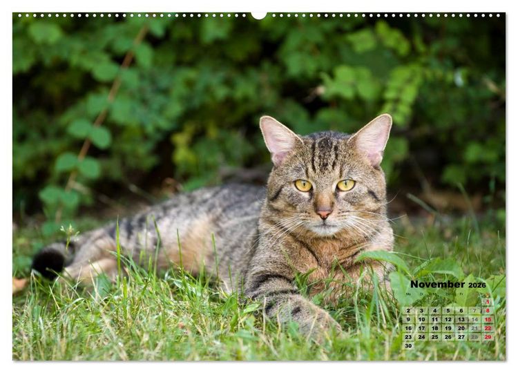 Produktbild: Katzen im Gr&uuml;nen (Wandkalender 2026 DIN A2 quer), CALVENDO Monatskalender