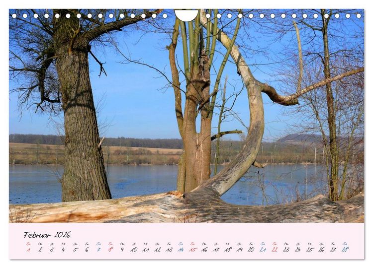 Produktbild: Wald und Baum 2026 (Wandkalender 2026 DIN A4 quer), CALVENDO Monatskalender