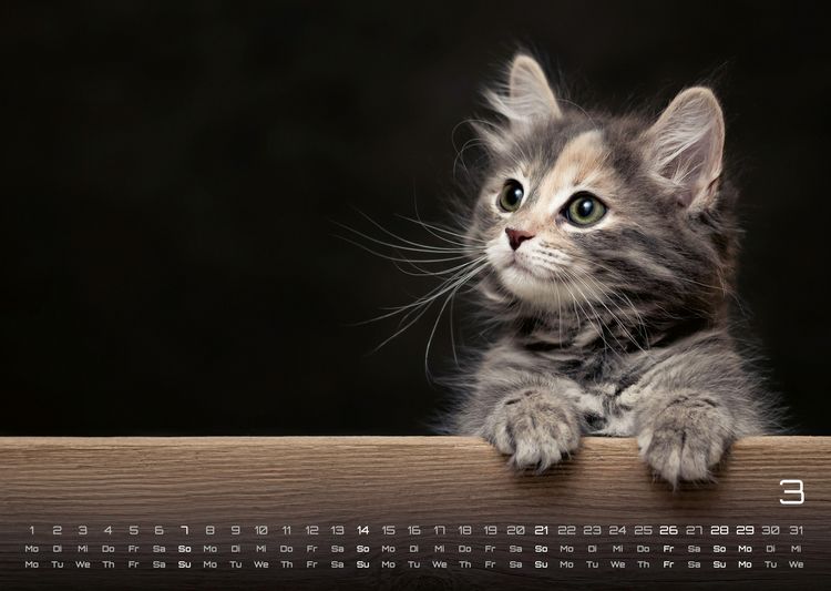 Produktbild: Miau Kids - kleine Tiger ganz gro&szlig; - Der Katzenkalender - 2027 - Kalender DIN A3
