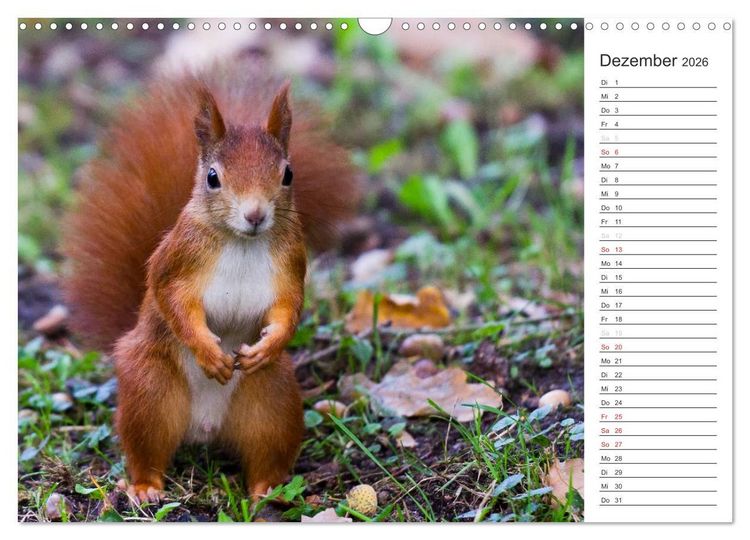 Produktbild: Eichh&ouml;rnchen (Wandkalender 2026 DIN A3 quer), CALVENDO Monatskalender