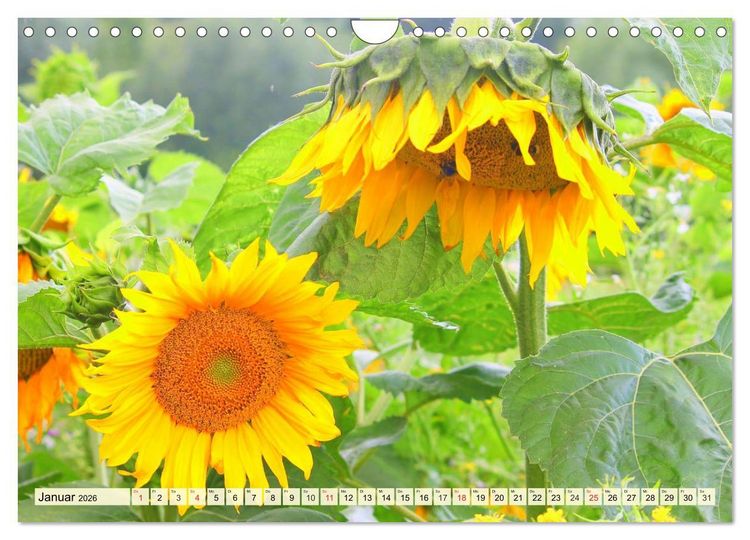 Produktbild: Sonnenblumen. Das Strahlen des Sommers (Wandkalender 2026 DIN A4 quer), CALVENDO Monatskalender