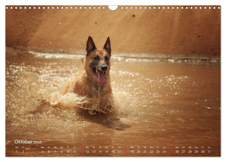 Produktbild: Malinois lieben Wasser (Wandkalender 2026 DIN A3 quer), CALVENDO Monatskalender