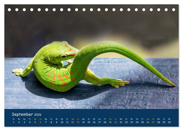 Produktbild: Faszinierende Tierwelt von Mauritius - Magische Momente der Natur (Tischkalender 2026 DIN A5 quer), CALVENDO Monatskalender