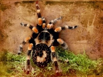 Produktbild: CALVENDO Puzzle Vogelspinne | 1000 Teile Lege-Gr&ouml;&szlig;e 64x48cm Foto-Puzzle f&uuml;r gl&uuml;ckliche Stunden