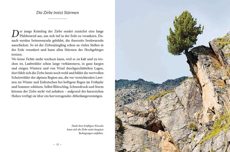 Das kleine Buch: Das Geheimnis der Zirbe