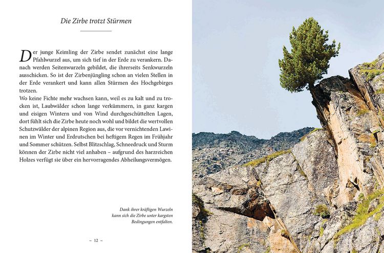 Produktbild: Das kleine Buch: Das Geheimnis der Zirbe
