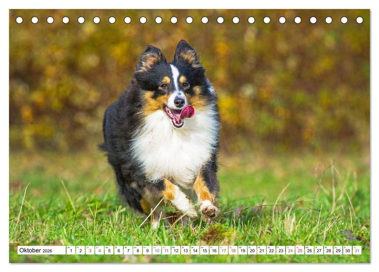 Produktbild: H&uuml;tehund der Shetland Inseln - Shetland Sheepdog (Tischkalender 2026 DIN A5 quer), CALVENDO Monatskalender