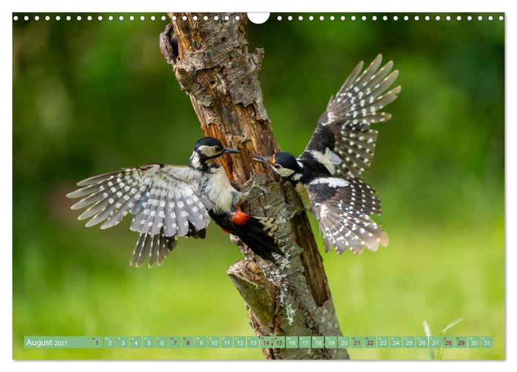 Produktbild: Buntspechte im Flug (Wandkalender 2027 DIN A3 quer), CALVENDO Monatskalender