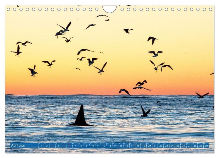 Produktbild: Orcas: Schwarz-wei&szlig;e Giganten (Wandkalender 2026 DIN A4 quer), CALVENDO Monatskalender