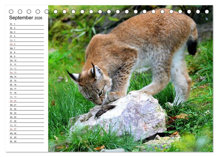 Produktbild: Der Luchs - Der J&auml;ger auf leisen Pfoten (Tischkalender 2026 DIN A5 quer), CALVENDO Monatskalender