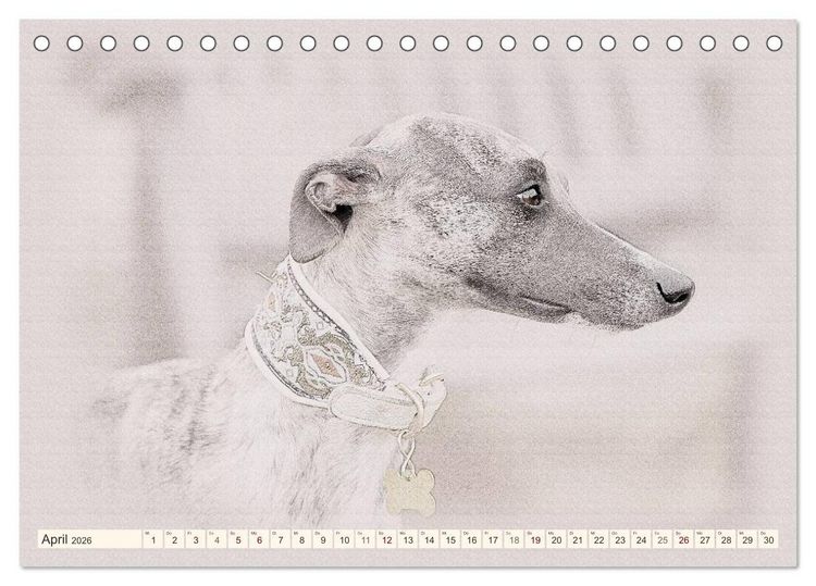 Produktbild: Whippet 2026 (Tischkalender 2026 DIN A5 quer), CALVENDO Monatskalender