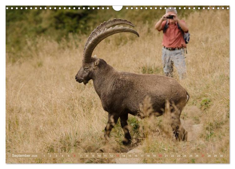 Produktbild: Steinwild am Pilatus (Wandkalender 2026 DIN A3 quer), CALVENDO Monatskalender
