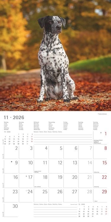 Produktbild: Hunde 2026 - Broschürenkalender 30x30 cm (30x60 geöffnet) - Kalender mit Platz für Notizen - Dogs - Bildkalender - Wandkalender - Hundekalender