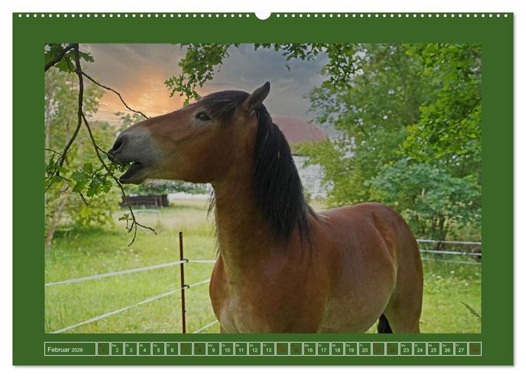 Produktbild: Faszination Rheinisch-Deutsches Kaltblut (Wandkalender 2026 DIN A2 quer), CALVENDO Monatskalender