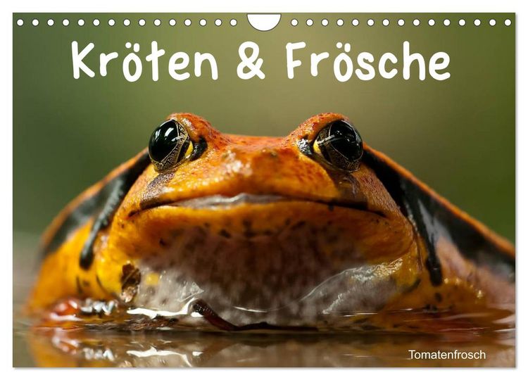 Produktbild: Kr&ouml;ten & Fr&ouml;sche (Wandkalender 2026 DIN A4 quer), CALVENDO Monatskalender