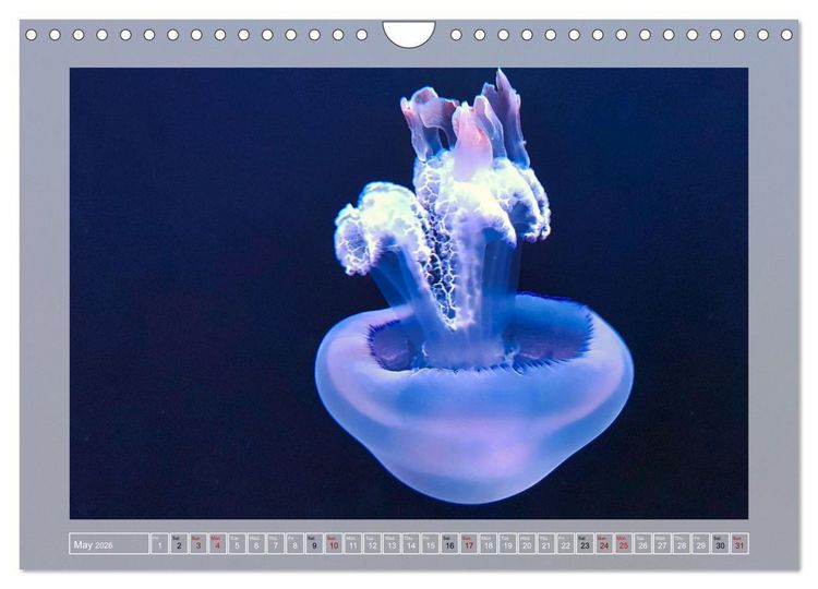 Produktbild: In the world of the medusae (Wall Calendar 2026 DIN A4 landscape), CALVENDO 12 Month Wall Calendar