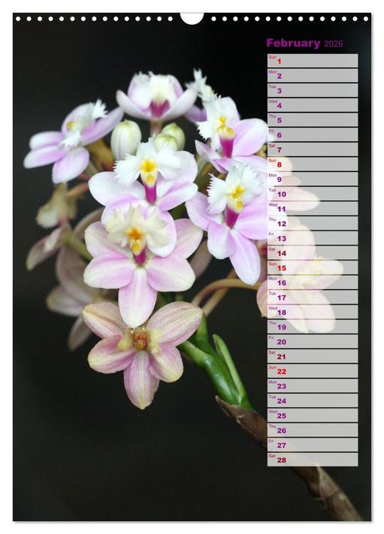 Produktbild: Orchids - Infinite Variety (Wall Calendar 2026 DIN A3 portrait), CALVENDO 12 Month Wall Calendar