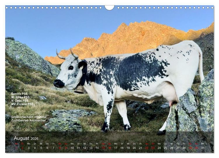 Produktbild: Pustertaler Sprinzen und Schecken 2026 (Wandkalender 2026 DIN A3 quer), CALVENDO Monatskalender